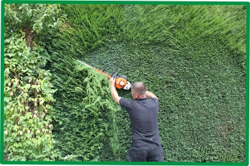 DM Cutting Hedge Conifer Hedge Cutting Redditch